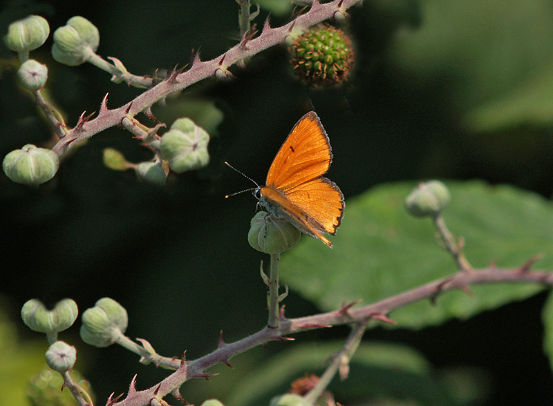 Lycaena dispar